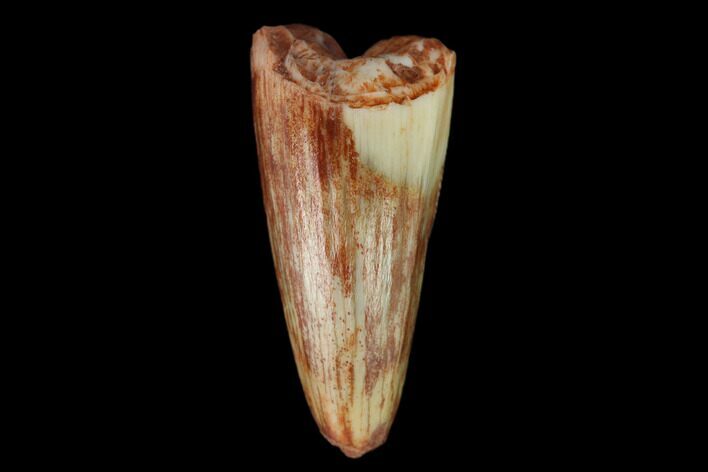 Fossil Phytosaur Tooth - New Mexico #133338